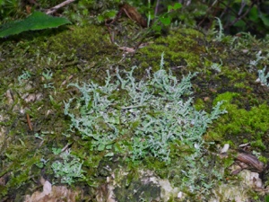 Rentierflechte, Gegabelte Cladonie (Cladonia cf. furcata)?